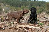 LABRADOR 125
